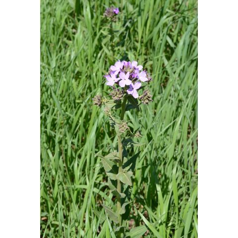 Hesperis matronalis