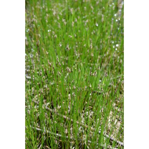 Eleocharis erythropoda