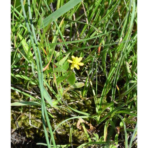 Ranunculus cymbalaria