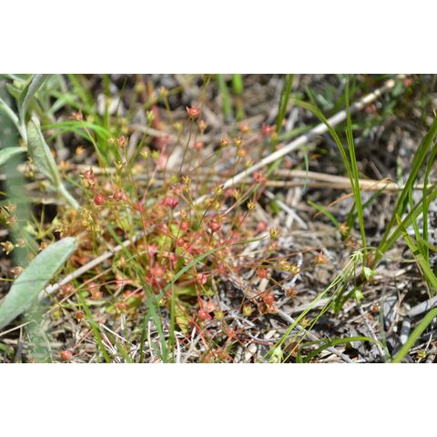 Androsace septentrionalis