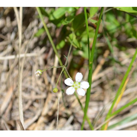 Moehringia lateriflora
