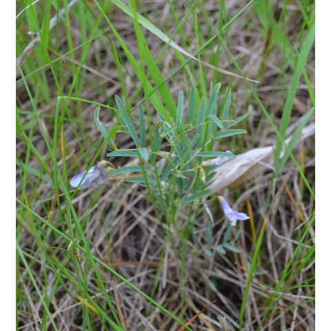 Vicia americana