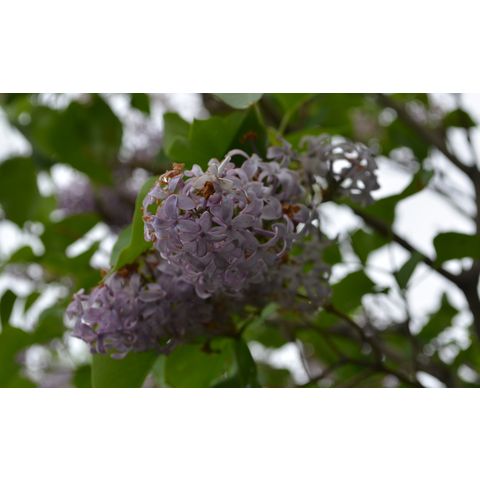 Syringa vulgaris