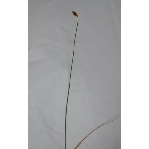 Carex duriuscula