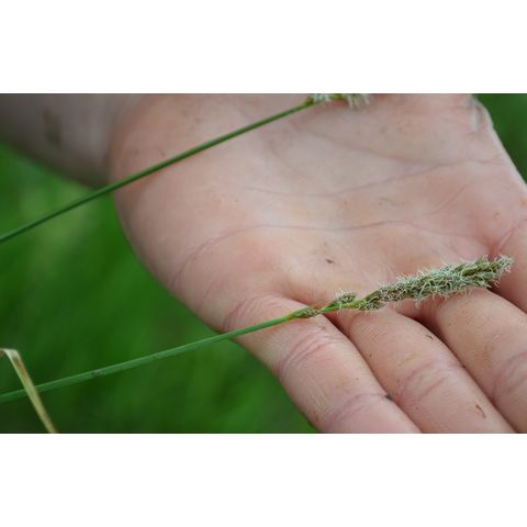Carex praegracilis