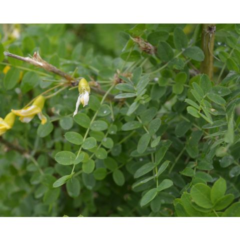 Caragana arborescens