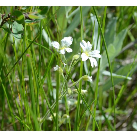 Cerastium arvense