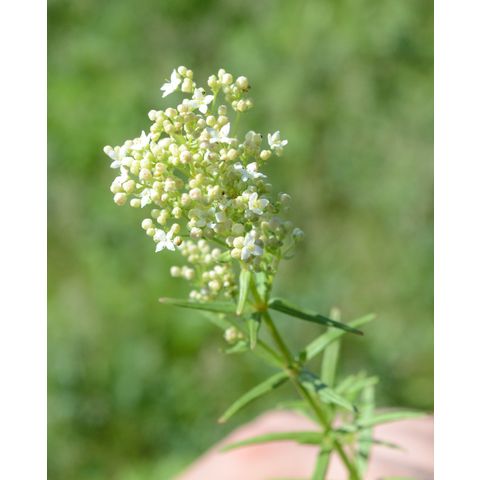 Galium boreale