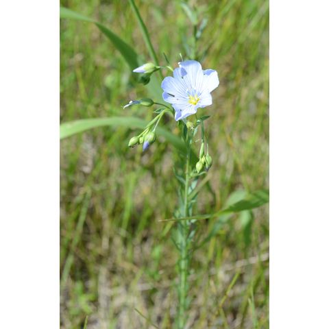 Linum perenne