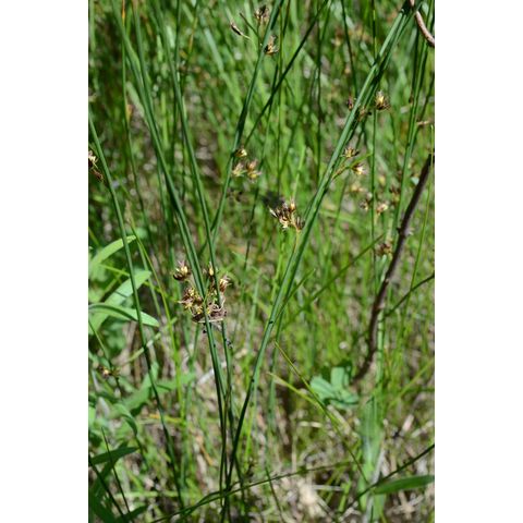 Juncus arcticus