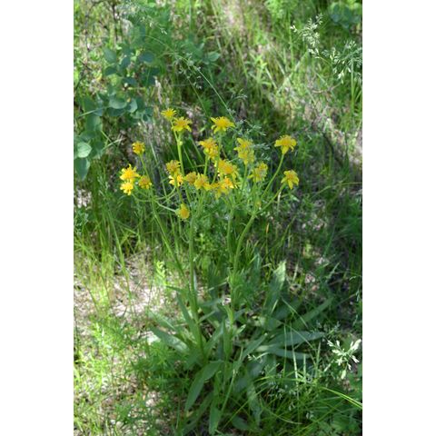 Senecio integerrimus