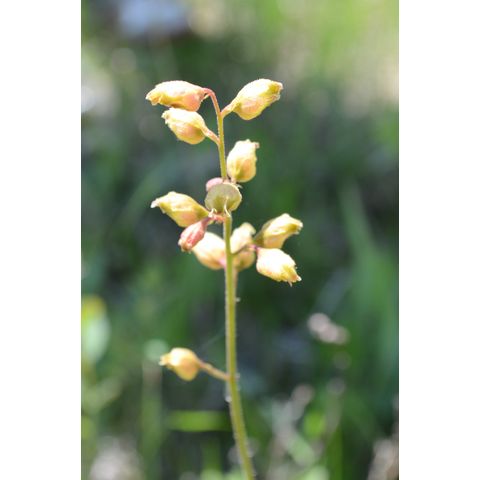 Heuchera richardsonii