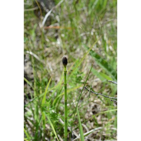 Equisetum laevigatum