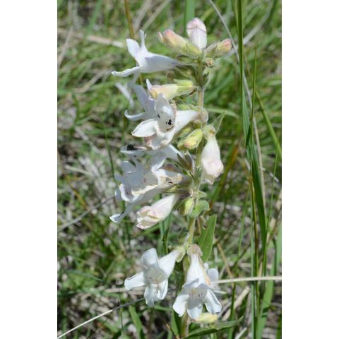 Penstemon albidus