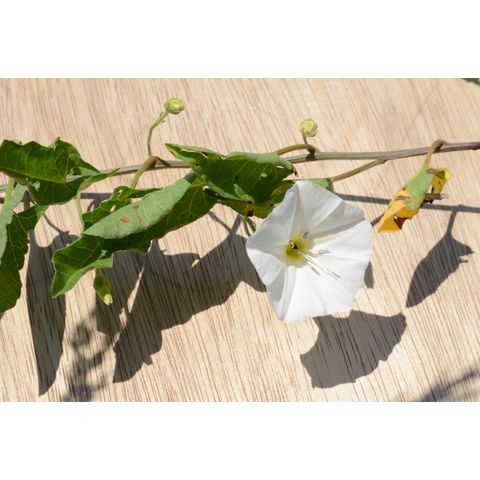 Convolvulus arvensis