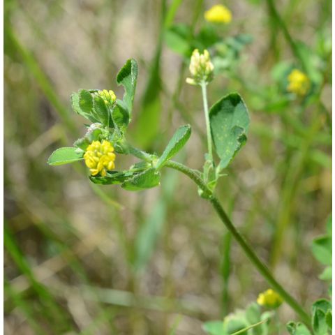 Medicago lupulina
