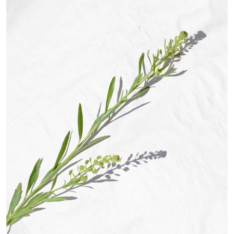 Lepidium densiflorum