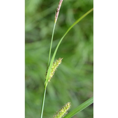 Carex pellita