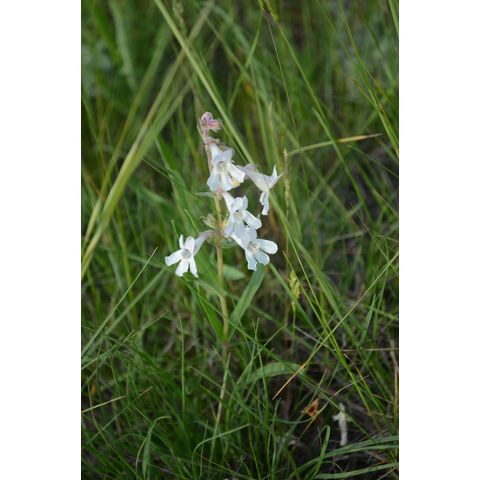 Penstemon albidus