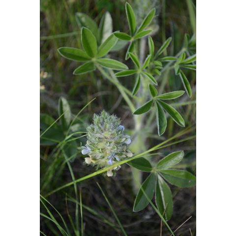 Pediomelum esculentum