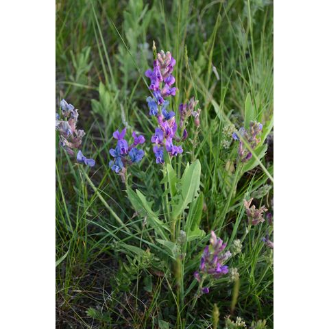Oxytropis lambertii