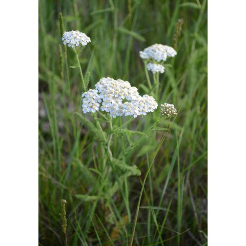 Achillea millefolium