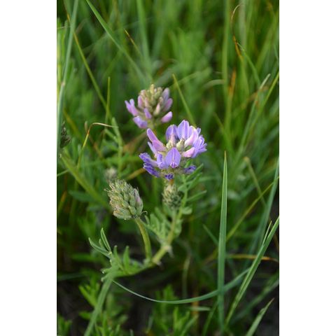 Astragalus laxmannii