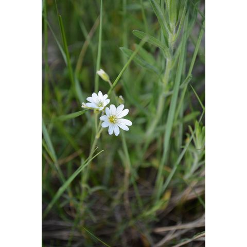 Cerastium arvense