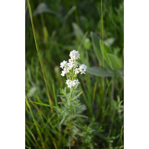 Galium boreale