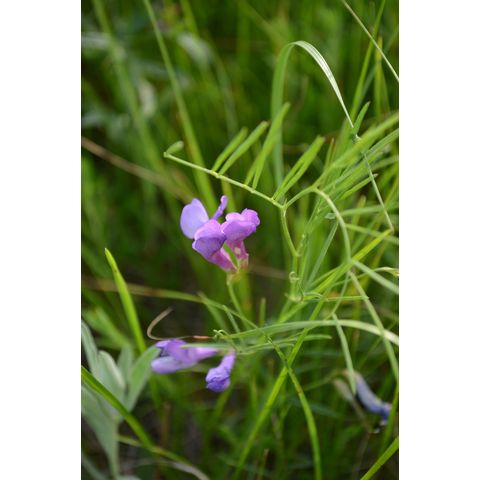 Vicia americana