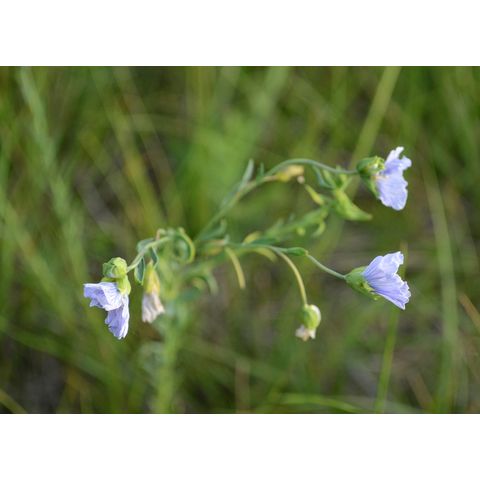 Linum perenne