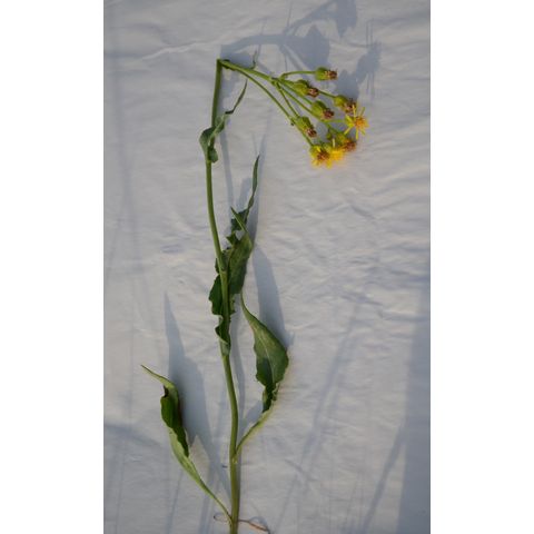 Senecio integerrimus