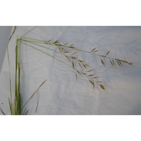 Deschampsia cespitosa