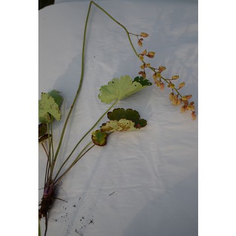 Heuchera richardsonii