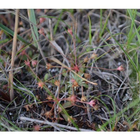 Androsace septentrionalis