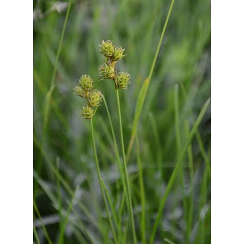 Carex brevior