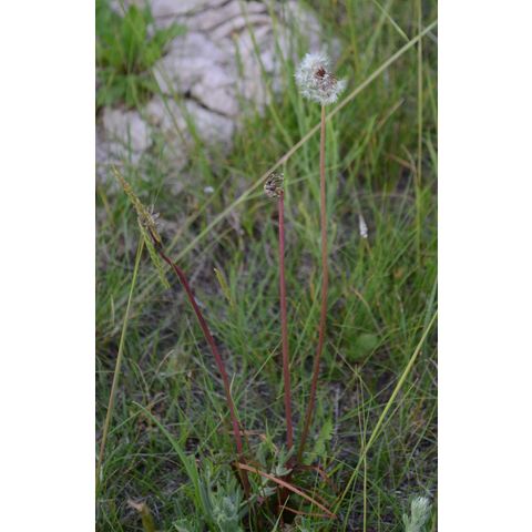 Taraxacum officinale