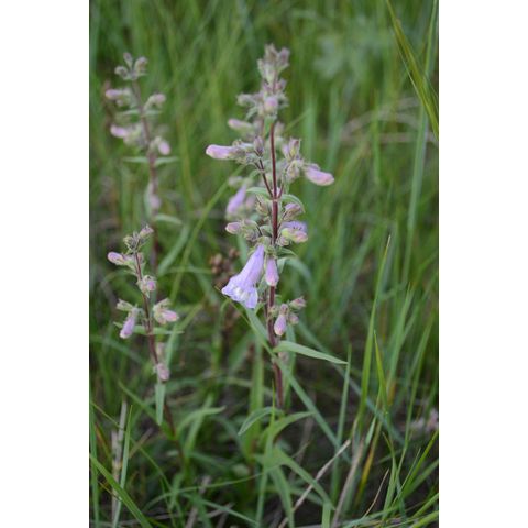 Penstemon gracilis
