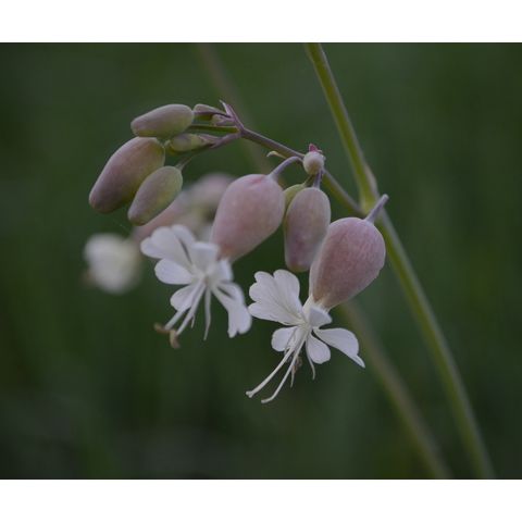 Silene csereii
