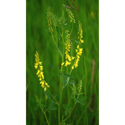 Melilotus officinalis