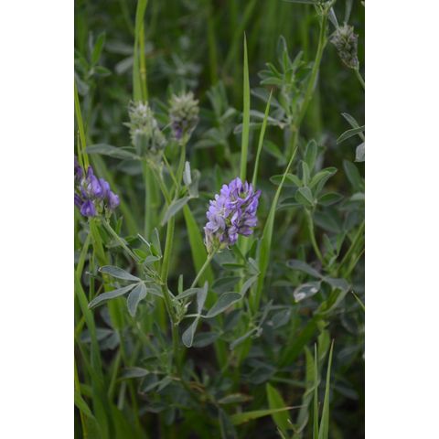 Medicago sativa