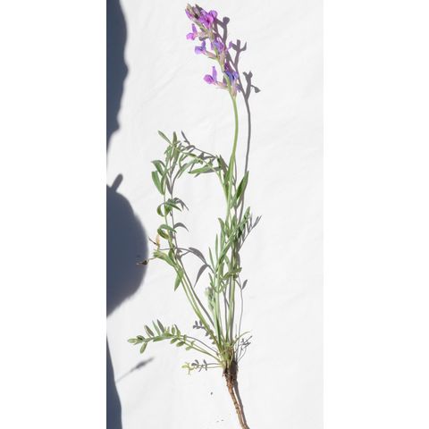 Oxytropis lambertii