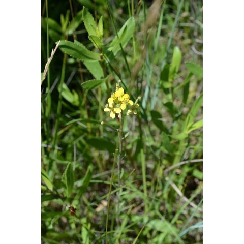 Erysimum asperum