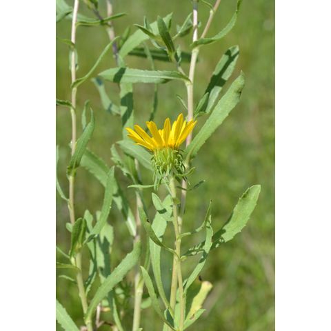 Grindelia squarrosa