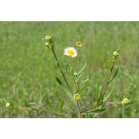 Erigeron strigosus
