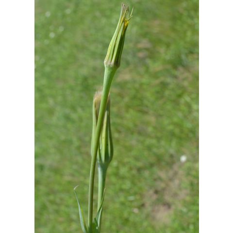 Tragopogon dubius