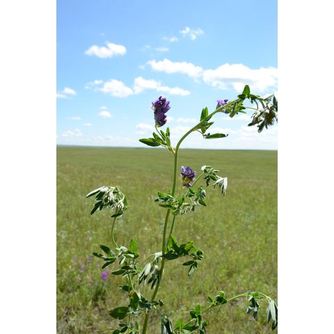 Medicago sativa