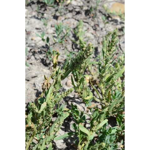 Chenopodium rubrum