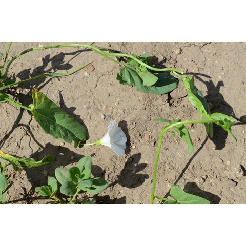 Convolvulus arvensis