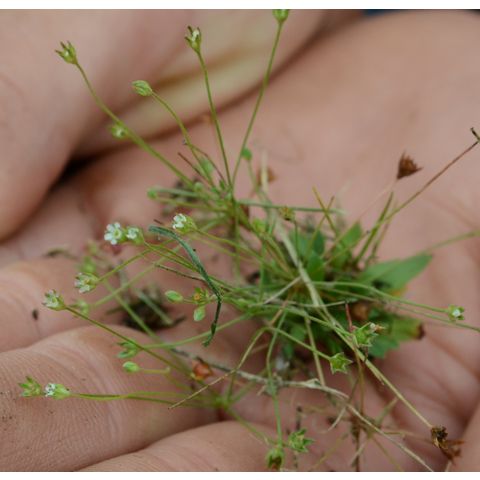 Androsace septentrionalis